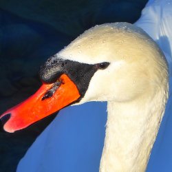 Höckerschwan - Swan